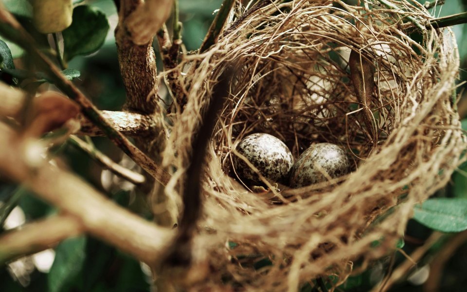 nest-met-2-eitjes